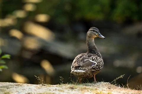 A duck  curiously watching at the camera Stock Photos