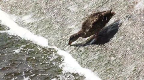 Duck in Current on Dam Feeding Stock Footage 52757170