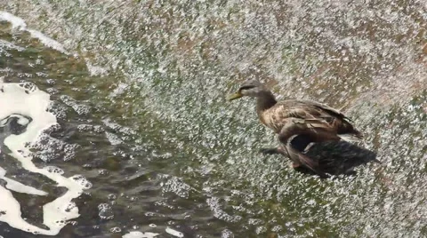 Duck on Dam Feeding in Current 스톡 동영상 52758883