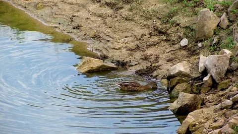 Duck in Dam water Stock Footage 79309031