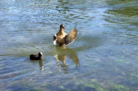 Duck dancing Stock Photos