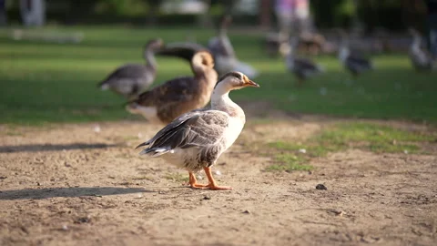Duck in daylight Видео 246983327