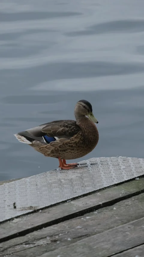 A duck defecates into the water Stockbeeldmateriaal 219880123