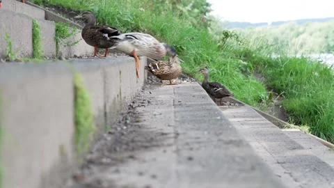 Duck Descending The Steps To The River Stock Footage 280190676
