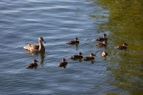 Duck with dicklings Stock Photos