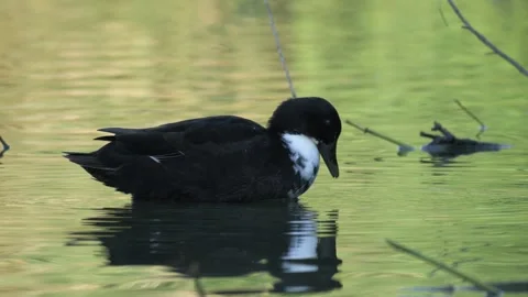 Duck Dipping Beak and Shaking Head in Water - 4K Slow Motion Nature Footage Stock Footage 337471106