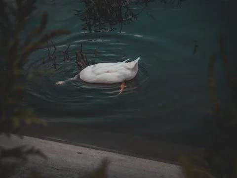 Duck dipping head Stock Photos