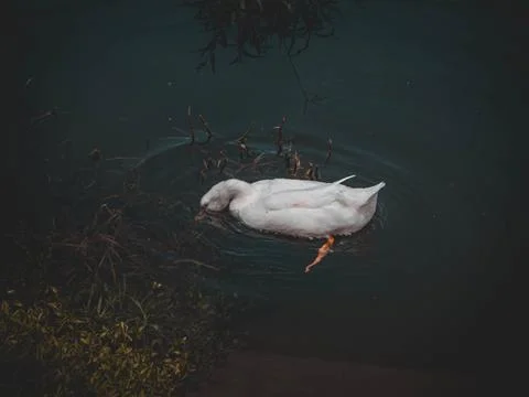 Duck dipping head Stock Photos