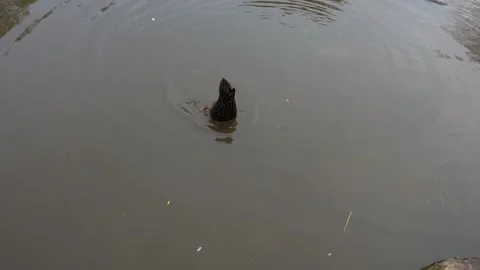 Duck dipping its head under the water to forage Stockbeeldmateriaal 336518680