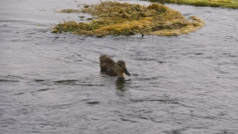 Duck dips head underwater Stock Footage 124069555