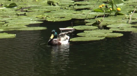 Duck disappears Stock Footage 24602831