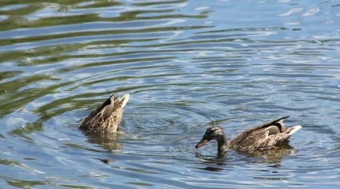 Duck Dive Feeding Stock Footage 52788729