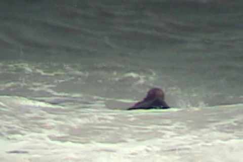 Duck Dive Stock Footage 312968