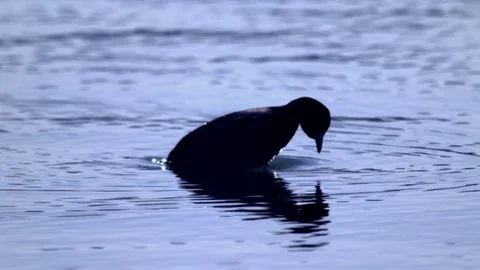 Duck Dive Slow Motion B Stock Footage 71321053