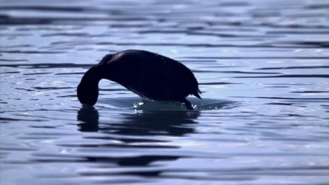 Duck Dive Slow Motion A Stock Footage 71321031