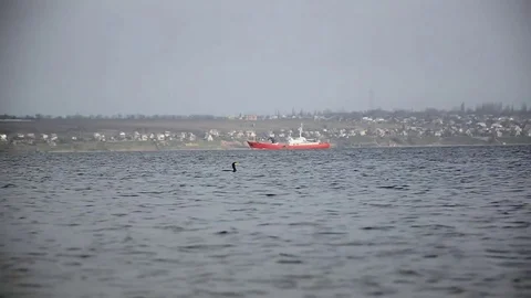 Duck dives on the background of the ship Stock Footage 69765747