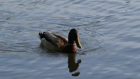 Duck dives Stock Footage 90783497