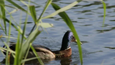 Duck dives Stock Footage 91177775