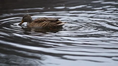 Duck dives its head in search for food Stock Footage 299612035