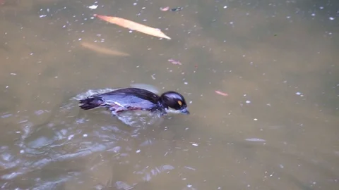 Duck dives in the pond for food Stock Footage 118228564
