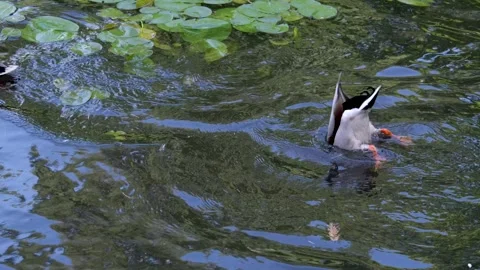 The duck dives into the pond Two ducks swimming peacefully in a serene pond Stock Footage 302259272