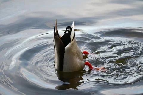 Duck dives upside down into the water in search of food. Stock Photos