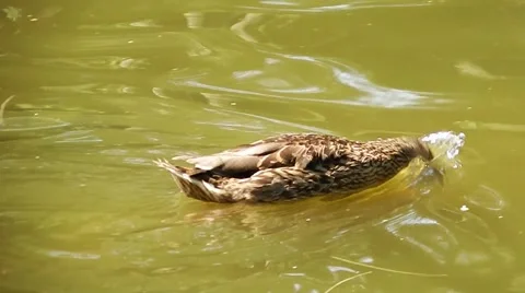 Duck dives into the water and pulls up her feet up Stock-Footage 68994974