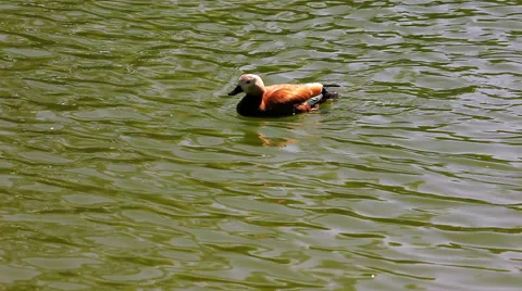 Duck dives into the water Stock Footage 47563882