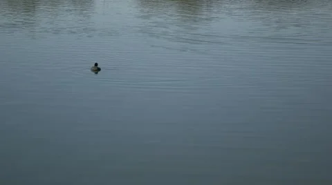 Duck diving beneath beautiful desert pond Stock Footage 44399552