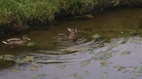 Duck Diving Headfirst into River Water Stock Footage 318968617