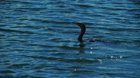 A Duck Diving into a Lake Stock Footage 108400760