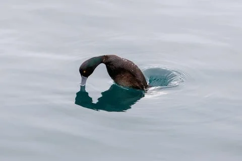 A Duck Diving Foto stock