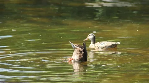 Duck Diving in the River 스톡 동영상 52757604