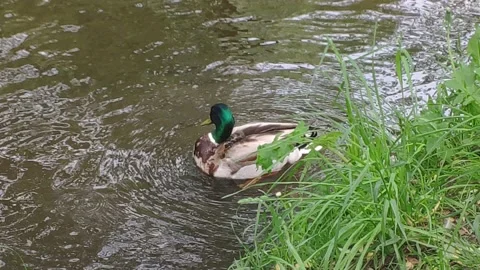 Duck diving in the river Stock Footage 154962853