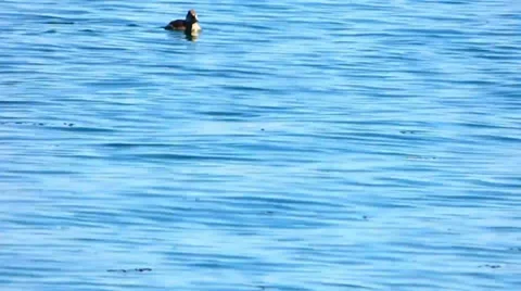 Duck Diving Under Water Video stock 37626539