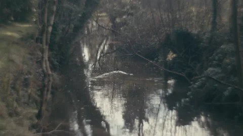 Duck Diving Under Water Stock Footage 236150716