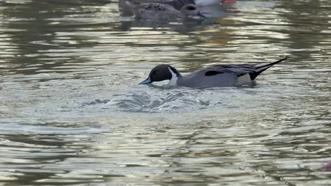 Duck diving under the water in search of food Stock Footage 82440941