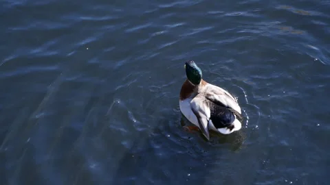 Duck diving into water creating ripples and dynamic aquatic movement emphasizing Stock Footage 294258171