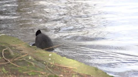 Duck Diving into water in Slow Motion Stock Footage 11803611