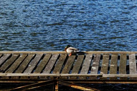 Duck in dock on the lake Stock Photos