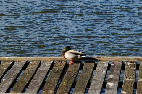 Duck in dock on the lake Stock Photos