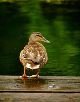 Duck on dock 스톡 사진