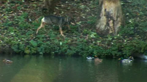 Duck dog 2 Stock Footage 8920391