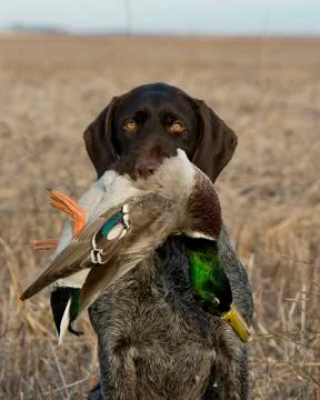 Duck Dog Stock Photos