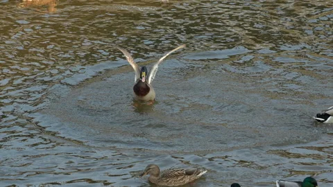 Duck drake attacks another drake and then flaps its wings, slow motion Stock Footage 324642633