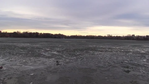 Duck drake bird wait for the ice on the spring lake to melt Stock Footage 107006522