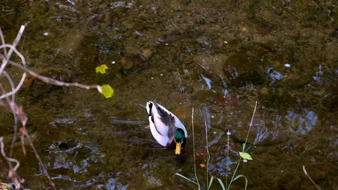 Duck Drake floats from the middle of a stream to shore Stock Footage 120417752
