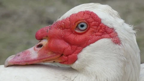 Duck Drake Head Close-Up Stock Footage 77245365