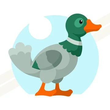 Duck-drake Stock Illustration