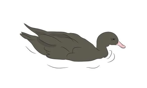 Duck drake. vector Illustrazione stock